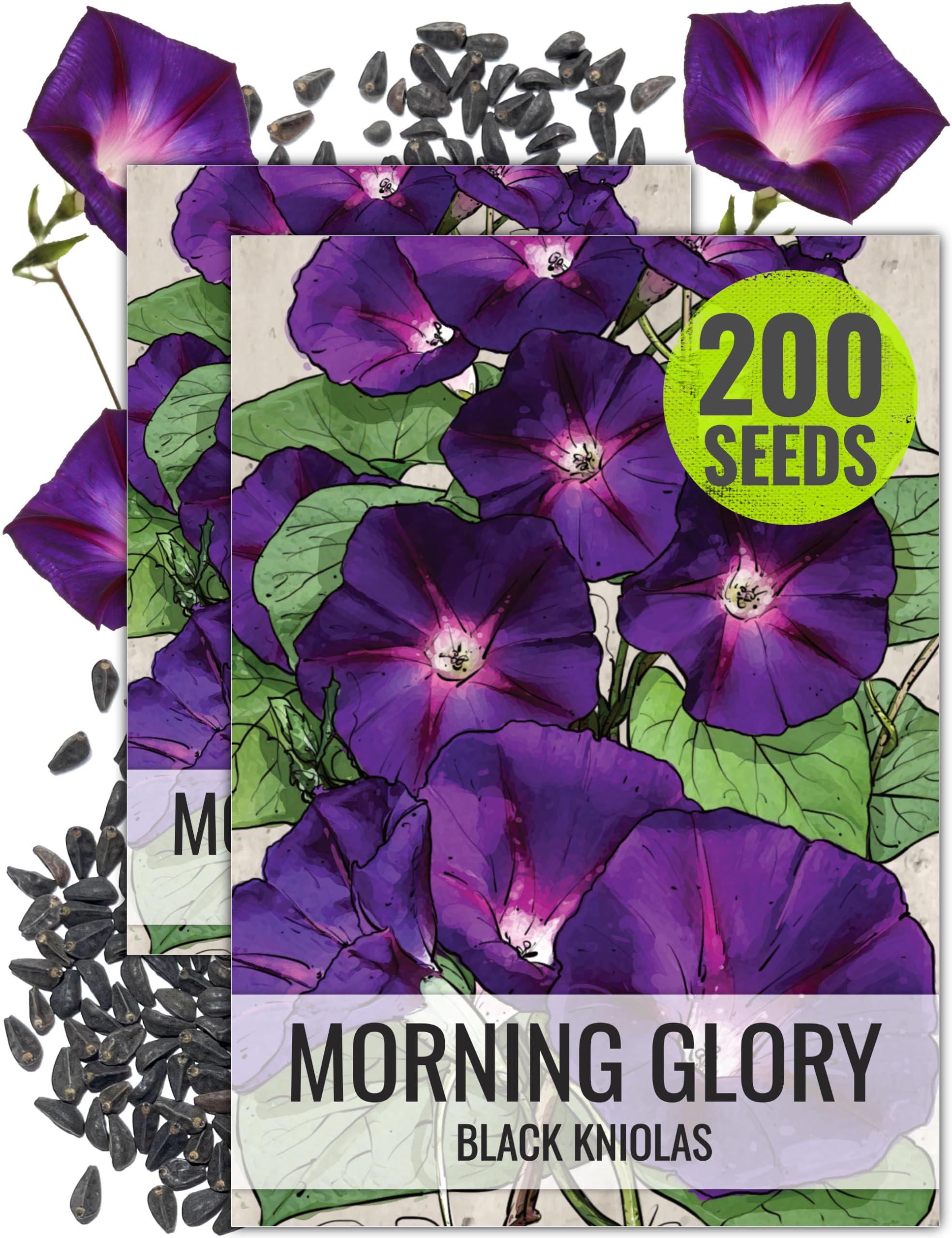 Amazon.com : Seed Needs Black Kniolas Morning Glory Seeds for